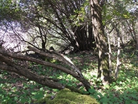 iammaro Lupo10042012 051